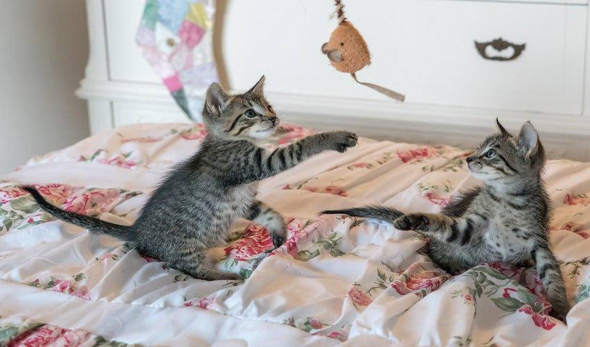 Games to Play With Your Cat