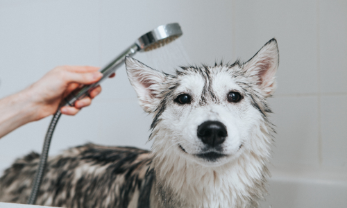 A husky being washed.