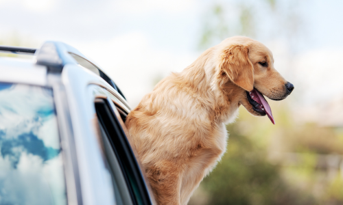 A dog leaning out of a car window on a clear day. 