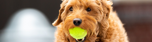 A small dog holding a tennis ball in it's mouth.