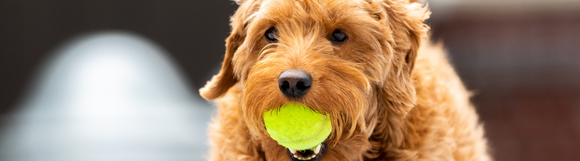 A small dog holding a tennis ball in it's mouth.