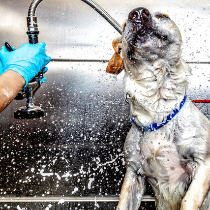 Self Wash StationA dog shaking off water while in the middle of a bath.