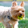 Petsport 70008 Mini Tuff Ball 1.5 2-Pack
